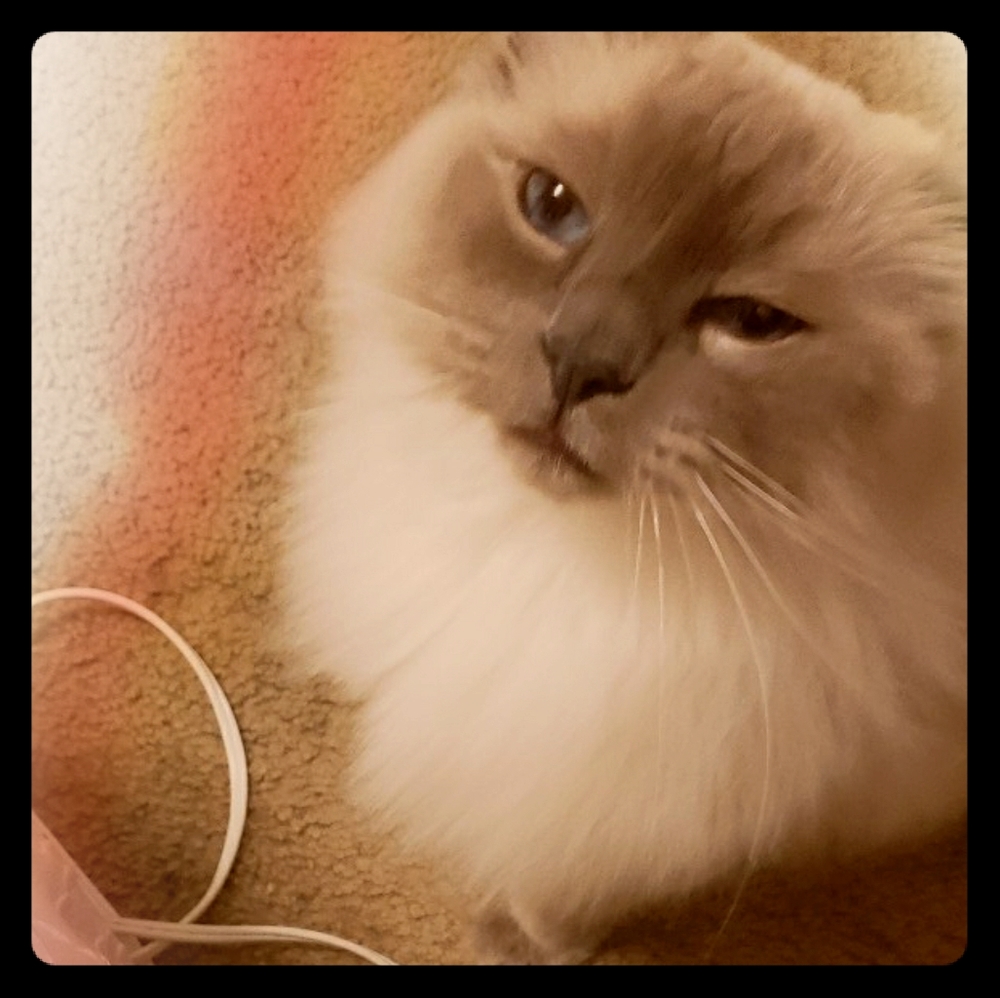 Fonzy